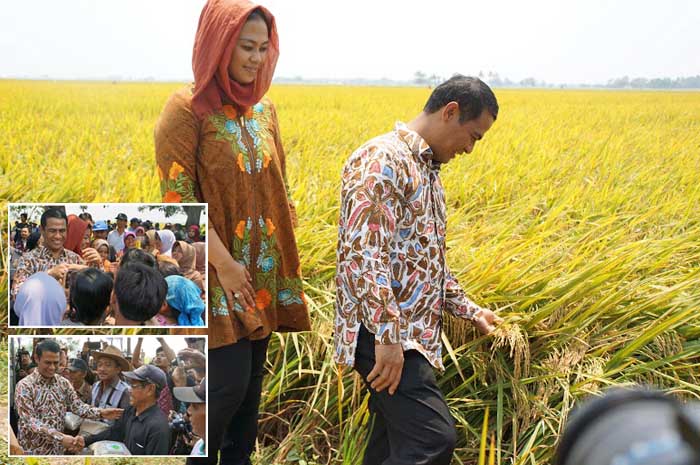 Impor Beras Nihil Setahun Pemerintahan Jokowi - JK, kata Mentan